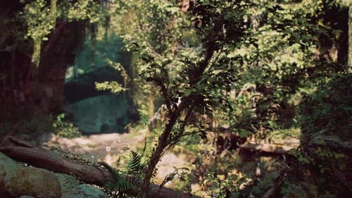 Majestic Forest With Abundance of Trees and Rocks