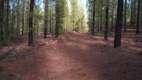 Dramatic Landscape on the Way to the Chineyro Volcano Through Forest in Teide National Park on the