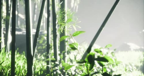 Majestic Light Filtering Through Bamboo Forest in Tranquil Morning Glow