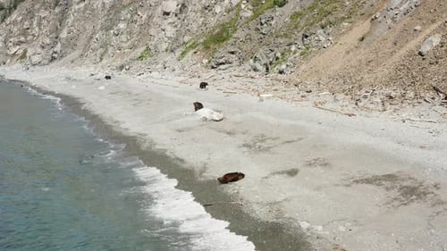 Bären ruhen in der Nähe der Leiche eines großen Fisches