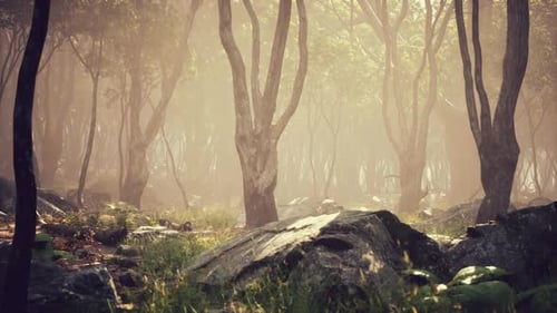 Misty Morning in a Serene Forest with Rocks and Lush Greenery at Dawn
