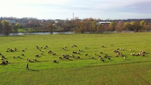 Pasture of domestic animals. Herd of sheep on field on beautiful nature background