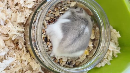 White and Gray Hamster Inside a Glass Jar