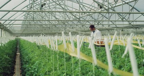 Portrait of Young Brazilian Agronomist is Controlling Biological Tomatoes Plantation in Modern Eco