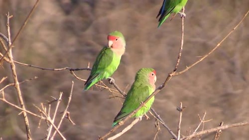 two rosy-faced lovebirds on thin twigs. a third parakeet party visible. Two birds taking off