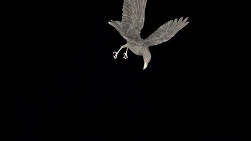 Animated Realistic Flying Crow with Alpha Channel