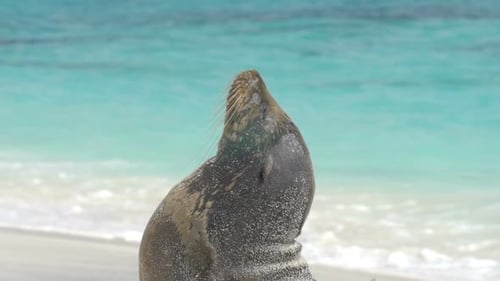 Lion de mer des Galapagos