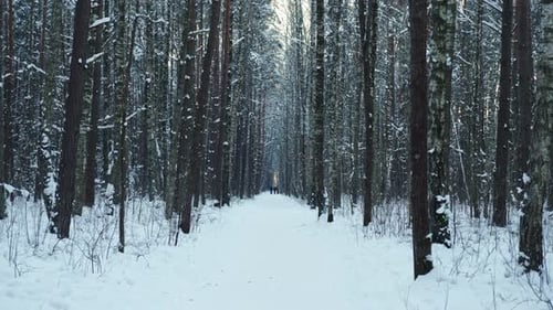 A Snowy Forest Path with Distant Figures Leads to a Vanishing Point Flanked By Tall Snowcovered