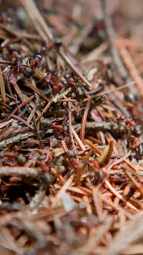 Ants in a Large Anthill