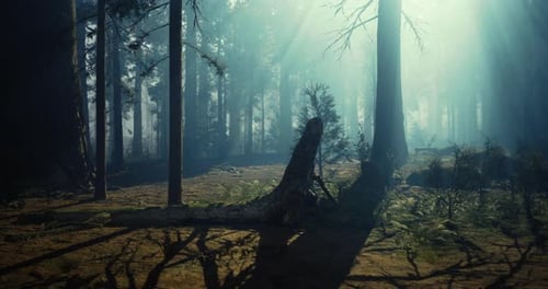 Misty Forest Landscape with Tall Trees and Soft Sunlight in Morning Glow