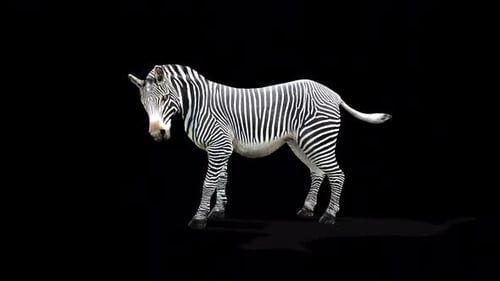 Zebra Kicked