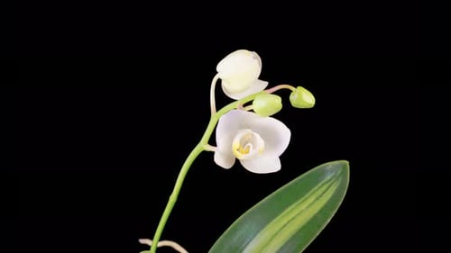 Flor floreciente de orquídea blanca Phalaenopsis