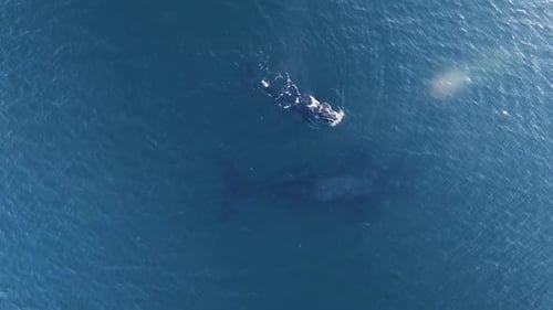 Aerial View of Whales Swimming in Blue Ocean