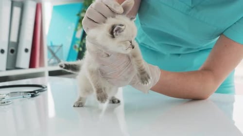 Adorable Kitten Examined by Veterinarian in Clinic