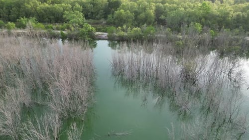 Lush Tropical River and Dense Green Canopy