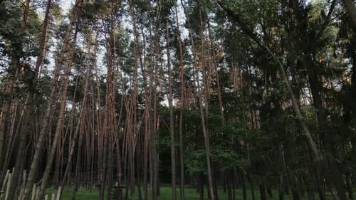 Green Pine Forest