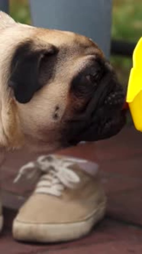 Pug bebe ansiosamente de una cuenca de color amarillo brillante