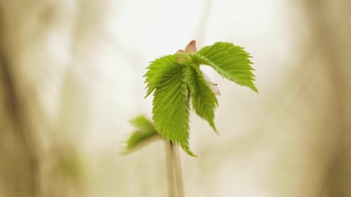 Fresh Spring Leaves Of An Elm Plant - selective focus - descending pedestal shot