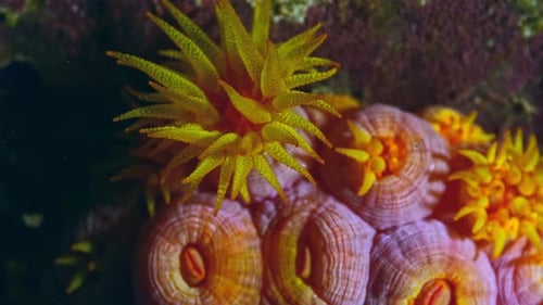 de los pólipos coralinos invasivos de la dendrofilia en España