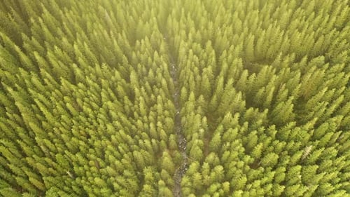 Green Conifer Forest at Sun Mountain River Aerial Top Down Nobody Nature Landscape at Summer Day