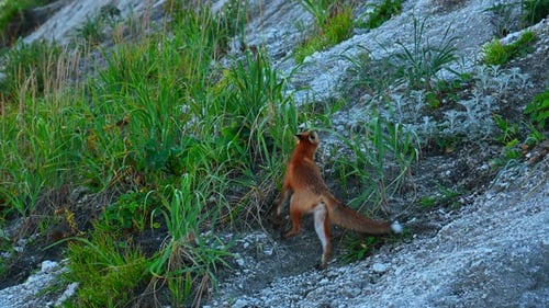 Wild Fox in Nature in Summer Clip Shooting Beautiful Red Fox in Wild Red Fox Runs on Rocky Slope