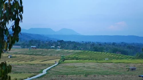 view of rice fields in the hills