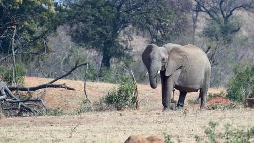 African elephant (Loxodonta africana) walking in woodland, slowmotion 120fps