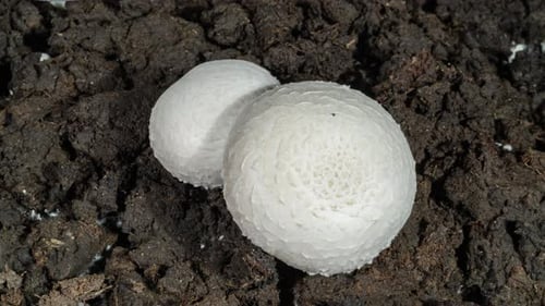 Mushroom Growth in Dark Soil