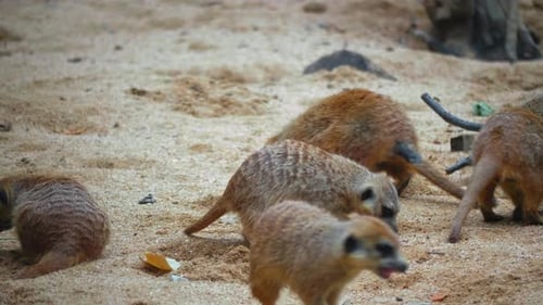 Eine Herde Erdmännchen sitzt auf einem sandigen Hang und speist mit Grillen