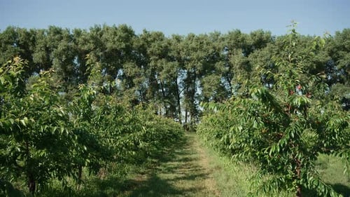 Reihen von Kirschbäumen auf einer grünen Plantage an einem sonnigen Tag, Handaufnahme