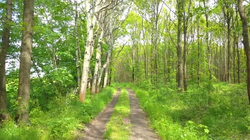 Winding path in the forest with trees on both sides during summer time