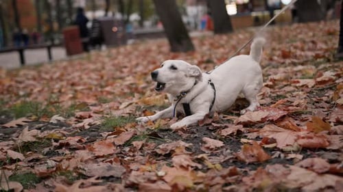 Dog breed Jack Russell Terrier on a leash in the park aggressively barks when he sees an opponent's
