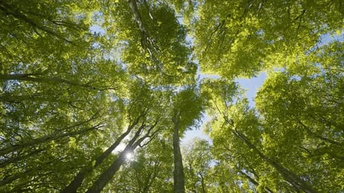 hohe Buchen im Wald, Himmel und Sonnenlicht, das die Linse durchdringt