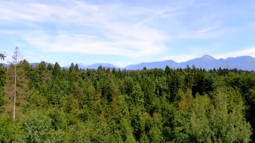Foto aérea de drone voando sobre árvores em um dia ensolarado com algumas nuvens no céu e lindo