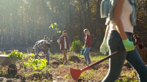 Ökologie: Freiwillige pflanzen Bäume als Setzlinge auf einem Feld im Wald und arbeiten zusammen für eine sichere Natur