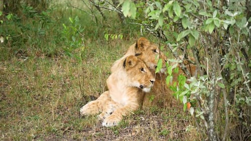 Zwei kleine Löwenbabys sitzen draußen im Regen neben einem weiten Buschfoto in Kenia, der Masai Mara