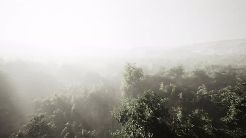 Aerial View of Misty Forest with Sun Rays Motion Background