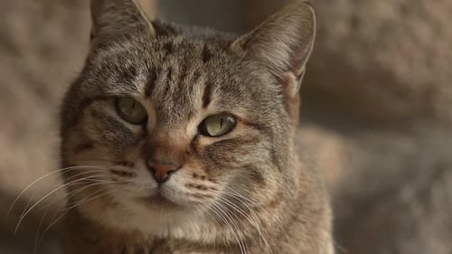 Close Up of a Tabby Cat