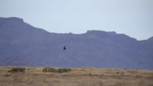 Prairie Falcon flying through the Utah West desert