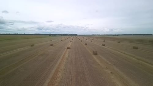 Yellow field with harvested wheat and hay bales. Aerial view of the field with square bales
