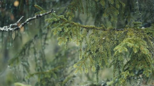 A close-up of the pine tree branches on a rainy day. Tiny raindrops cling to the needles. Slow-motio