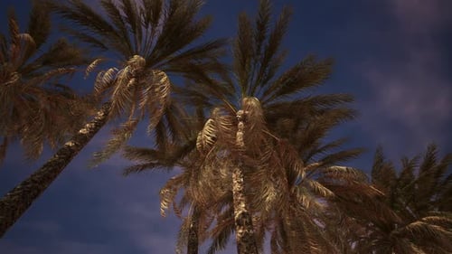 Beautiful Palm Trees Swaying in the Wind Under a Blue Sky