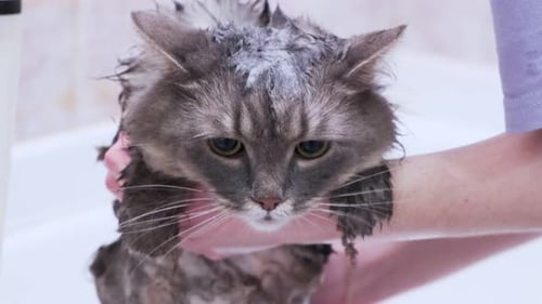 Wet Gray Cat being held in Bathtub