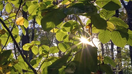 Handheld shot of the sun's rays breaking through the autumn foliage on the trees in the forest