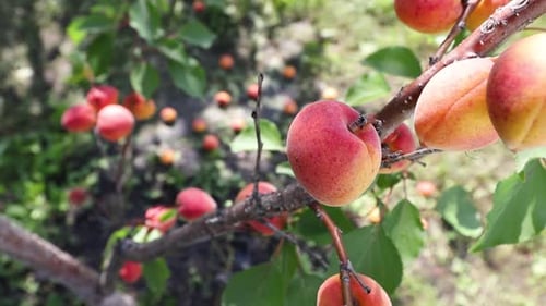 Growing apricots. Close-up. Slow Motion 4x.