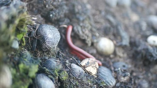 Imágenes de vídeo de insectos arrastrando en la naturaleza