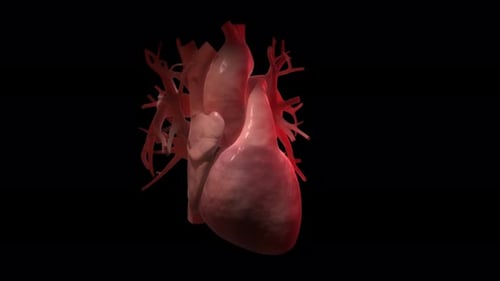 Detailliertes menschliches Herzmodell mit Arterien auf schwarzem Hintergrund
