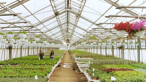 Elevated View of Team of Happy Gardeners Busily Working with Colorful Flowers, Vegetation and Plant