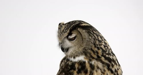 Close Up of Owl Looking Around