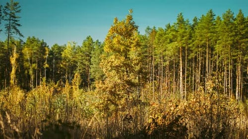 Autumn Mood